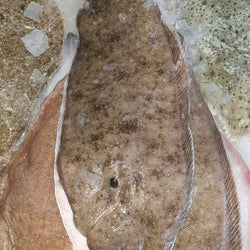Fresh Dover Sole