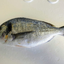 Fresh Whole Gilt Head Bream
