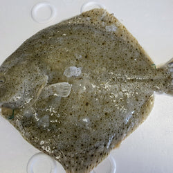 Fresh Whole Turbot