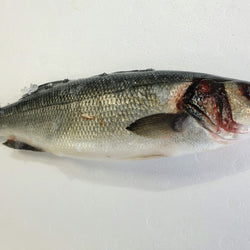 Fresh Whole Farmed Seabass