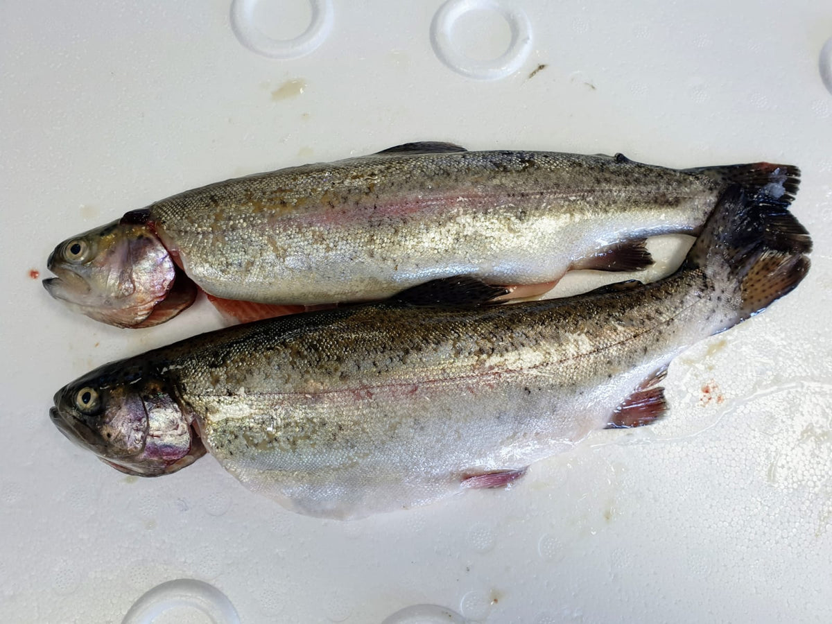 Fresh Whole Rainbow Trout Excel Seafoods